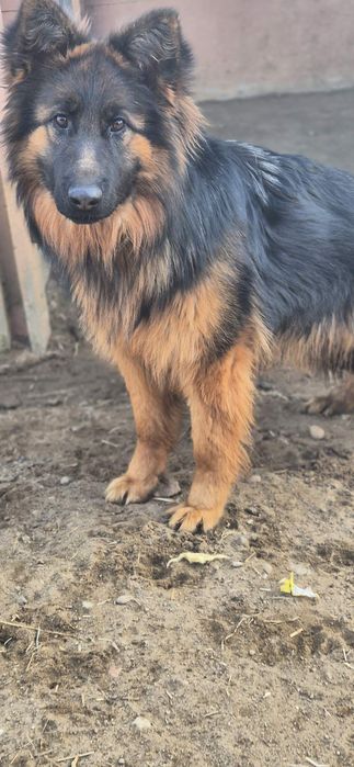 Suczka około 2 lata