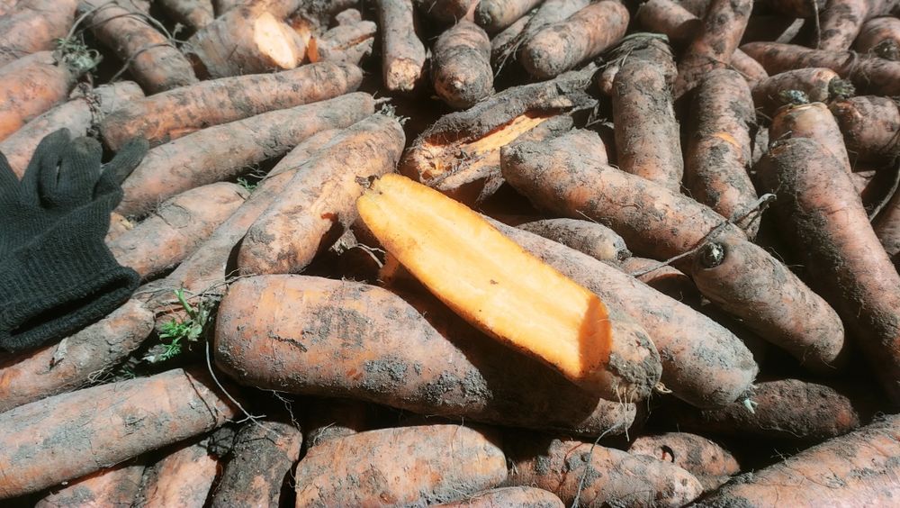 Marchew odsort. Duża.