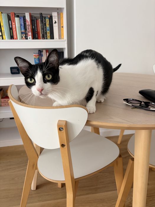 Dog Walker/ Pet Sitter Lisboa