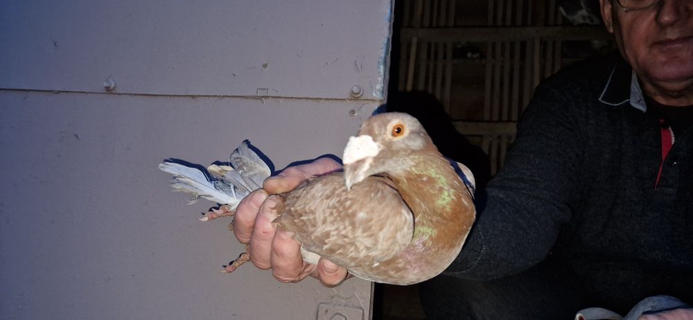 Gołebie Rzeszowskie