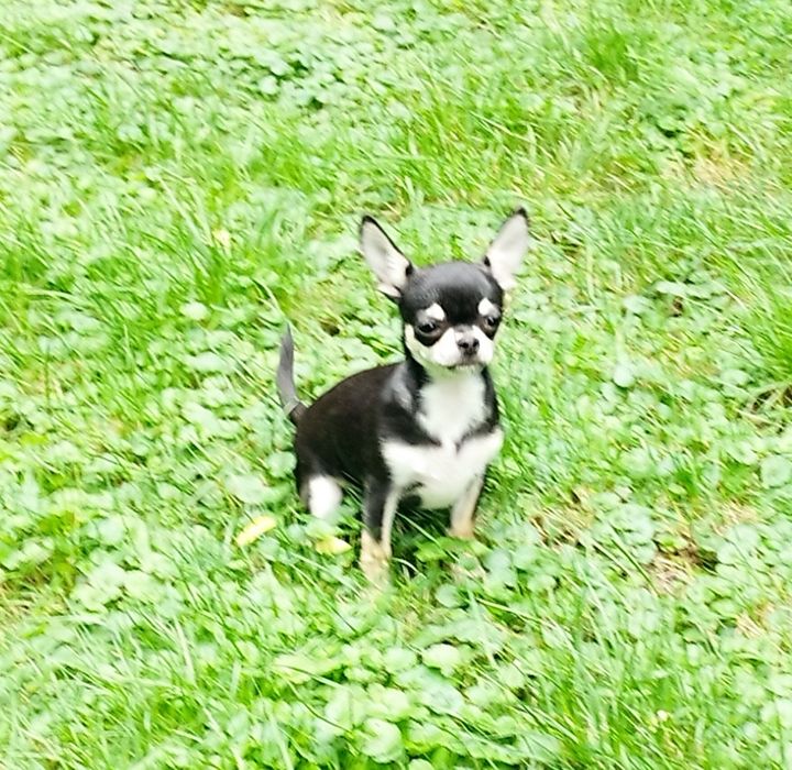 Chihuahua (FCI) malutki chłopczyk