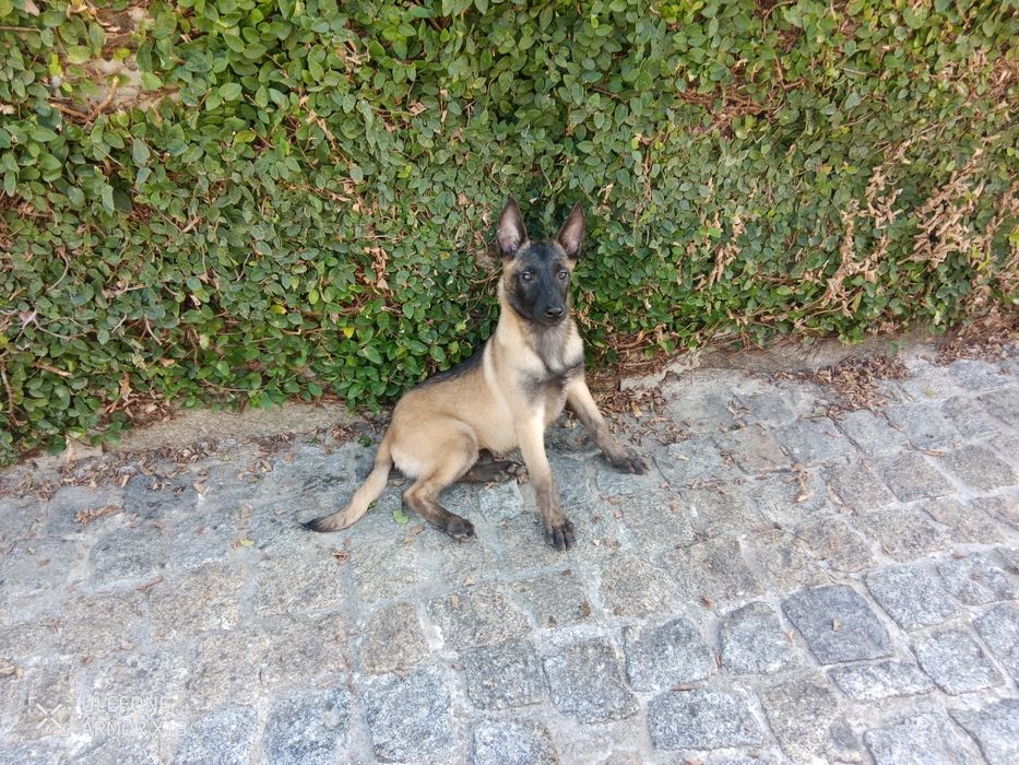Pastor Belga Malinois fêmea