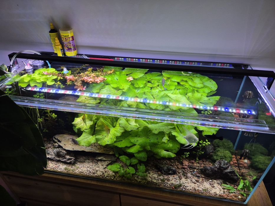 Akwarium 100x40 w bardzo dobrym stanie.