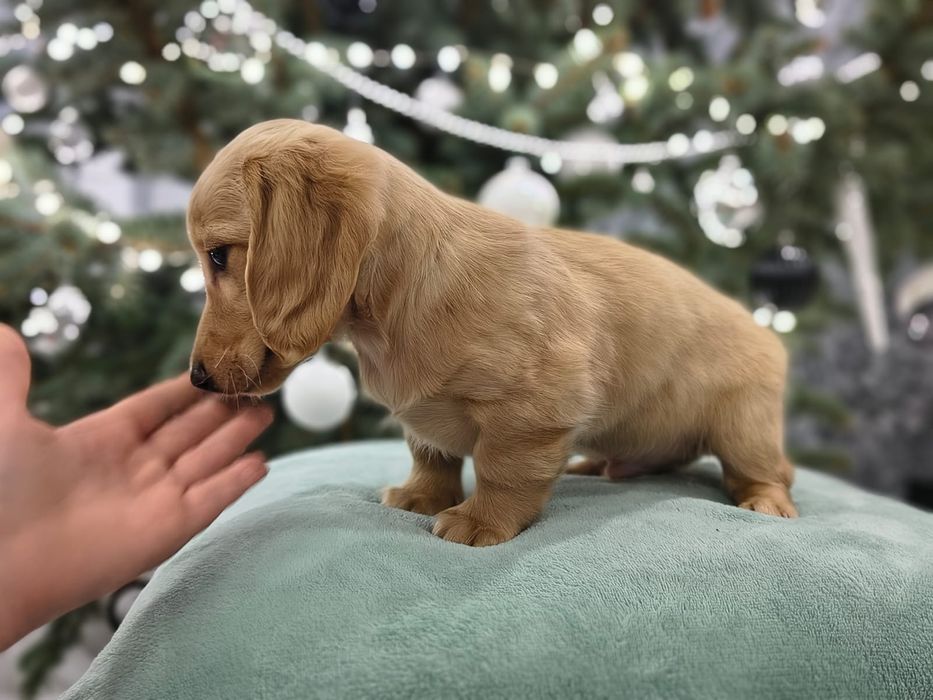 Jamnik miniaturowy długowłosy Kremowy