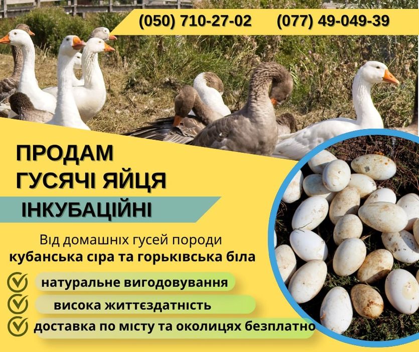 Гусячі яйця на інкубацію!По місту та околицях,доставка бескоштовна!Поштою відправляю!