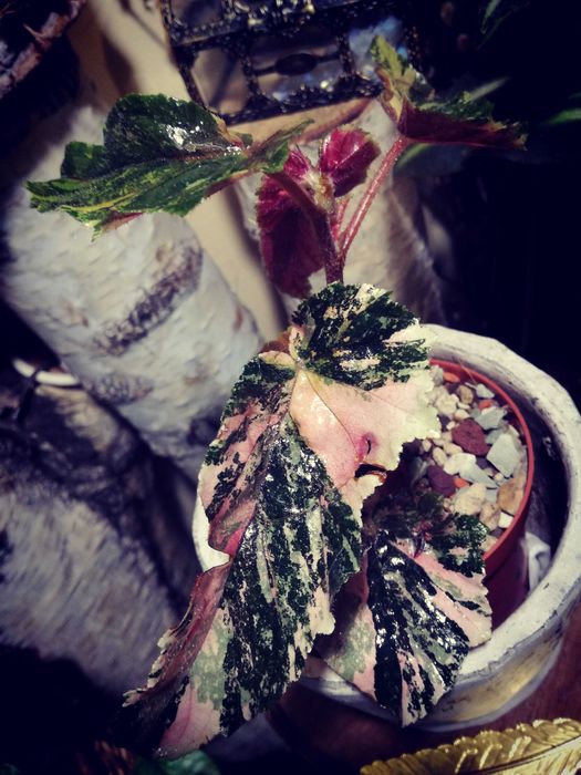 Begonia Ginny Galaxy Variegata Pink Aurea UNIKAT ! monstera philode