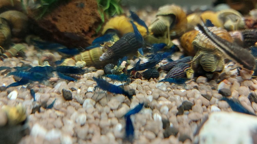 Krewetki blue velvet -10szt.
