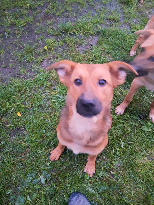 Безкоштовно віддамо в добрі руки 7-ми місячне цуценя -дівчинку малінуа