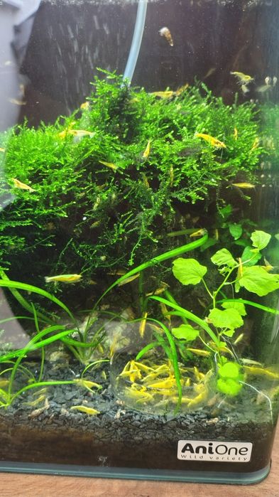 Krewetki Neocaridina Yellow