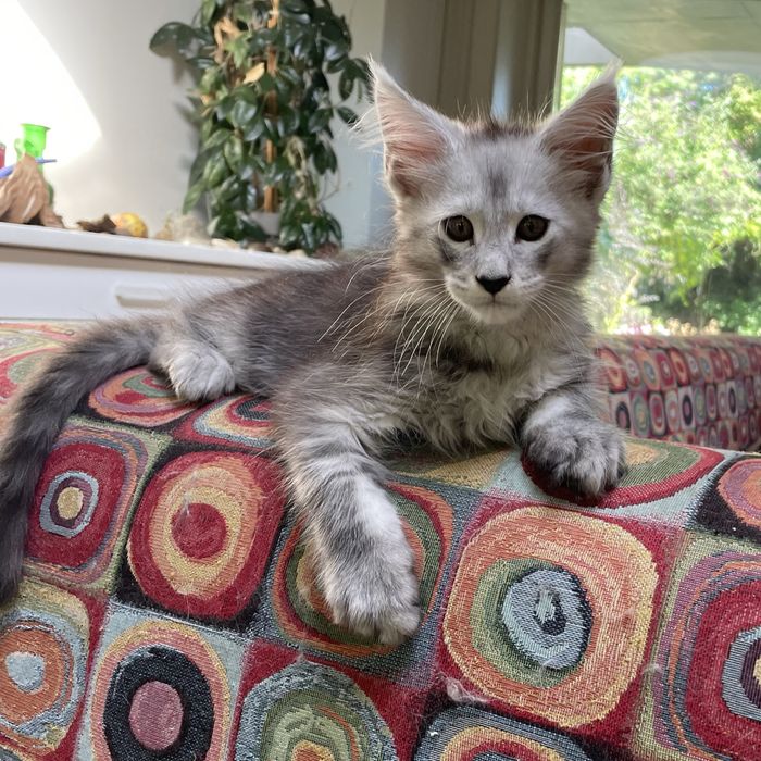 Kocurek Maine Coon