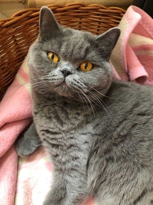 kotka brytyjska do adopcji