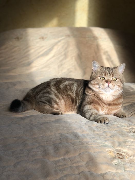 Прямовухий шотландський кіт шиншила ny 22 запрошує на вязку в‘язку