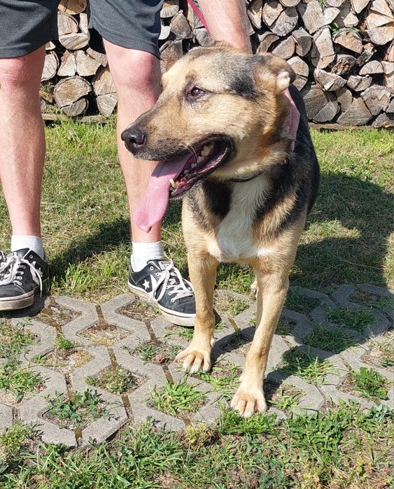 Hirek pies do adopcji