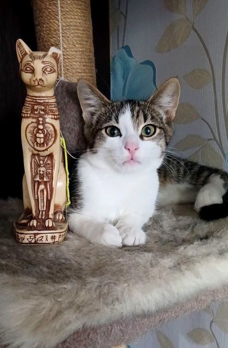 Маленький котёнок мальчик табби ищет дом! котята в хорошие руки!