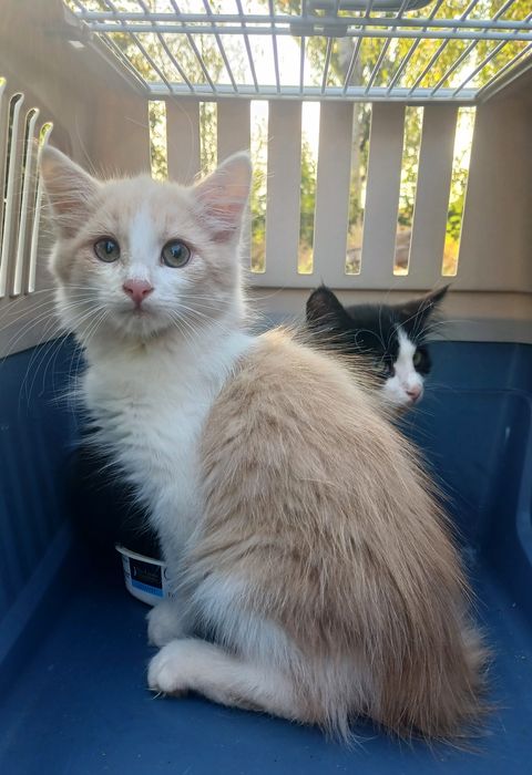 Маленький пушистый котенок мальчик ищет дом! Котята в хорошие руки!