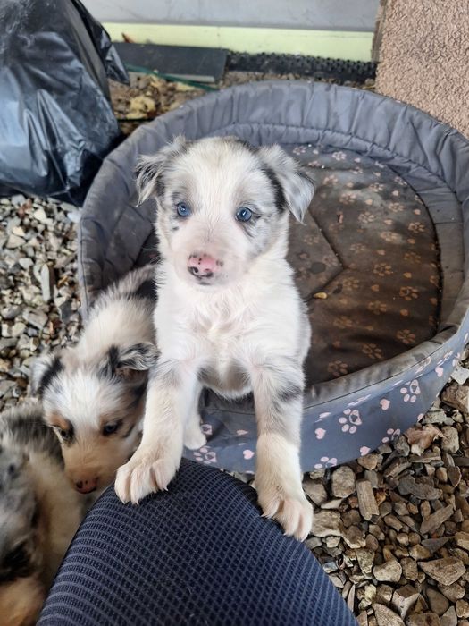 Border collie blue merle róznooki piesek Rabel