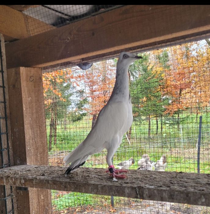 Srebrniak samiec adeno chudnięcie kręciek