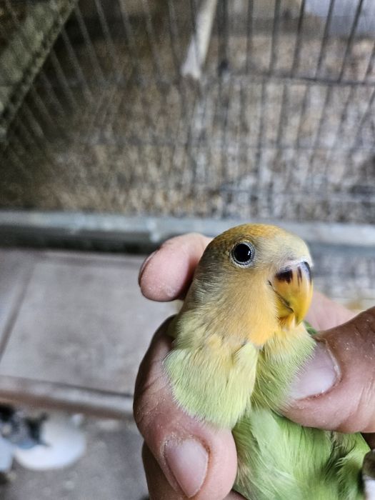 Argaponi verde lutino de 2026