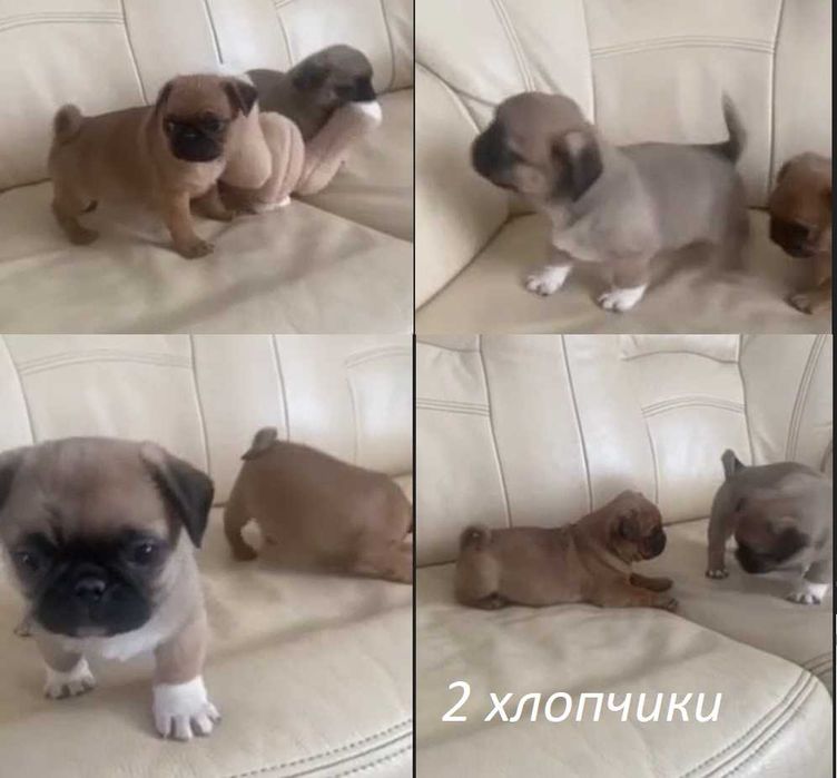 Мопс цуценята з КСУ та чіпом доставка по Львову безкоштовна