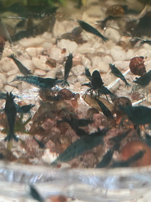 Блю дрим неокапдины