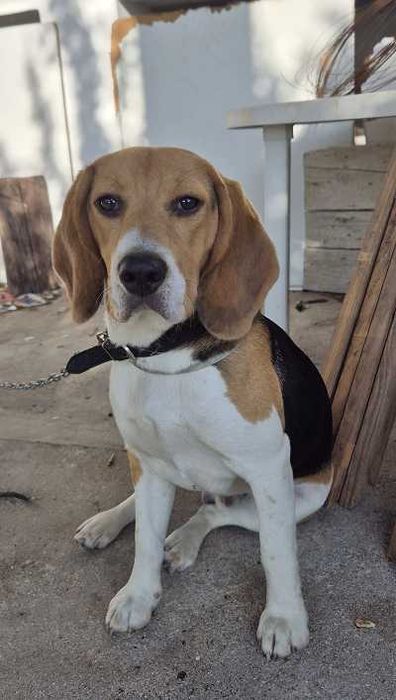 Cão Beagle Muito Bonito e inteligente
