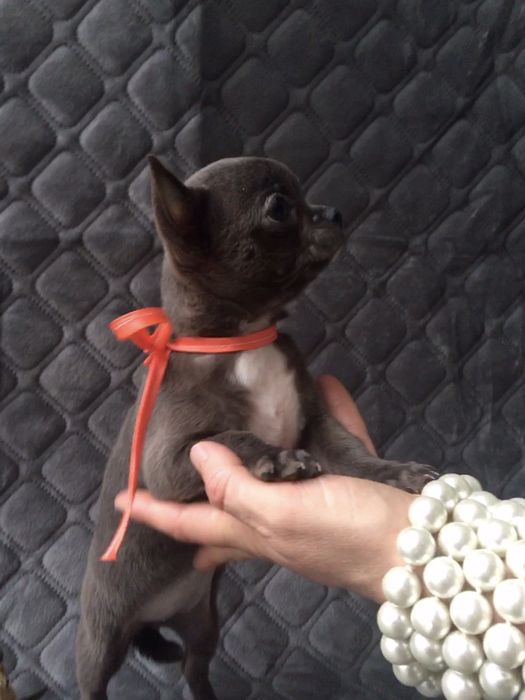 Чіхуа гарні гени