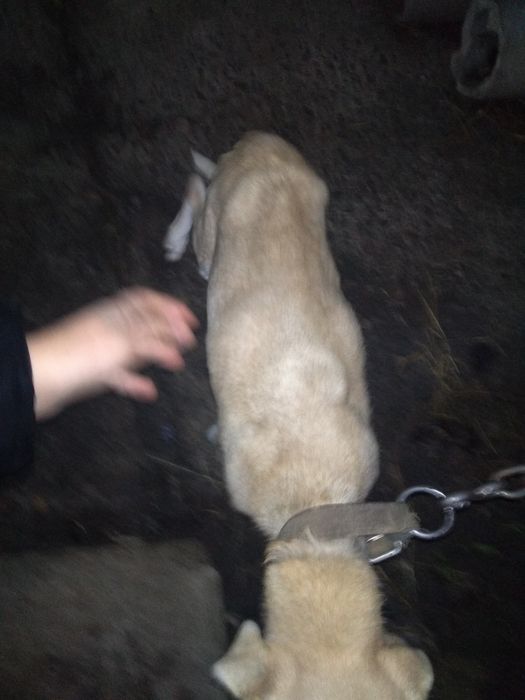 Віддаються собаки!!!