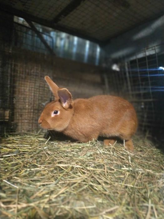 Продам кролі Бургунці