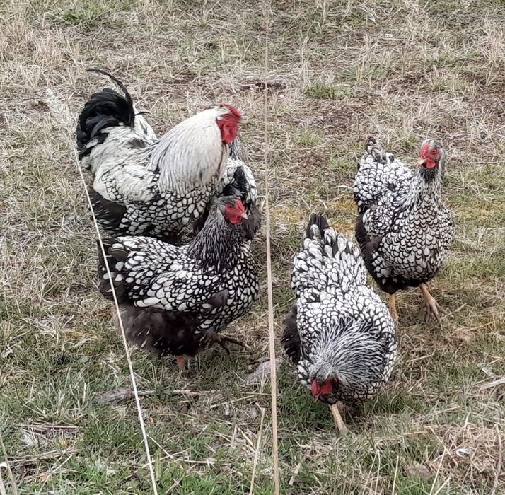 Jaja lęgowe wyandotte