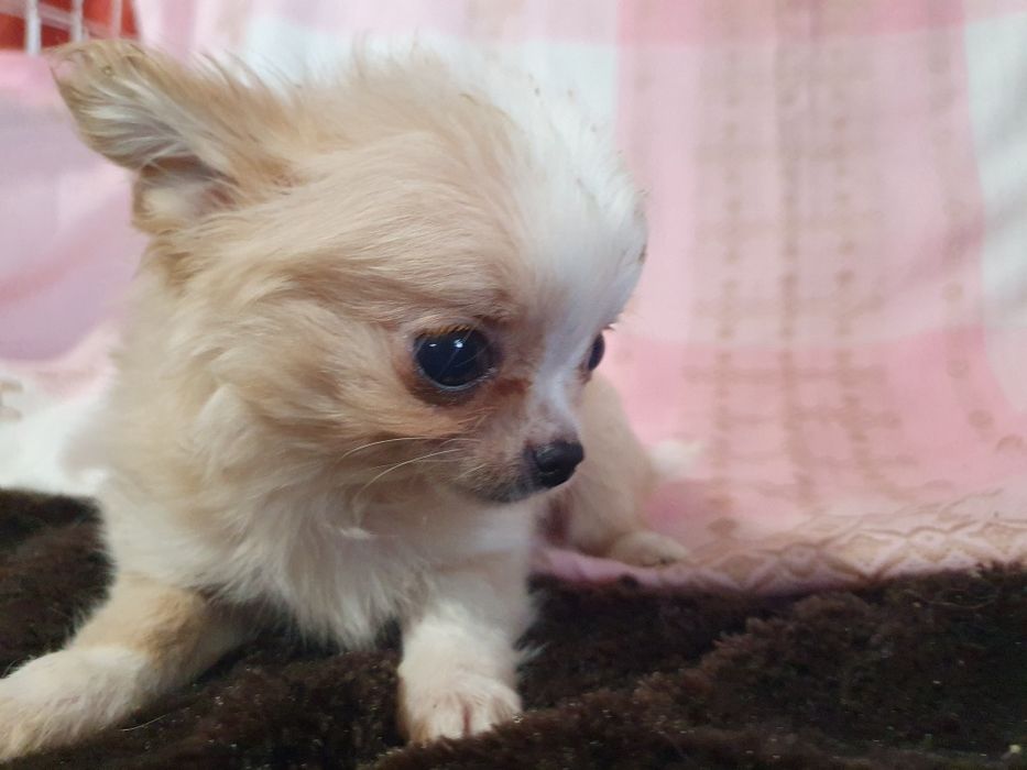 Кревовый мальчишка чишка