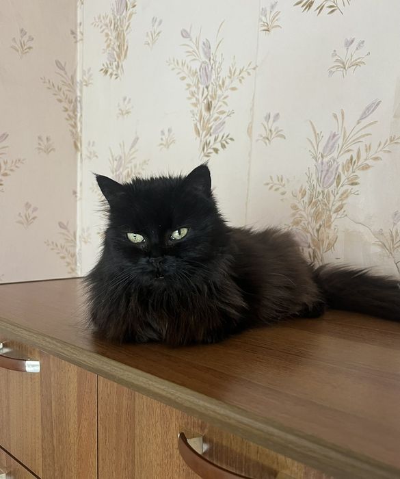 Кошечка из приюта