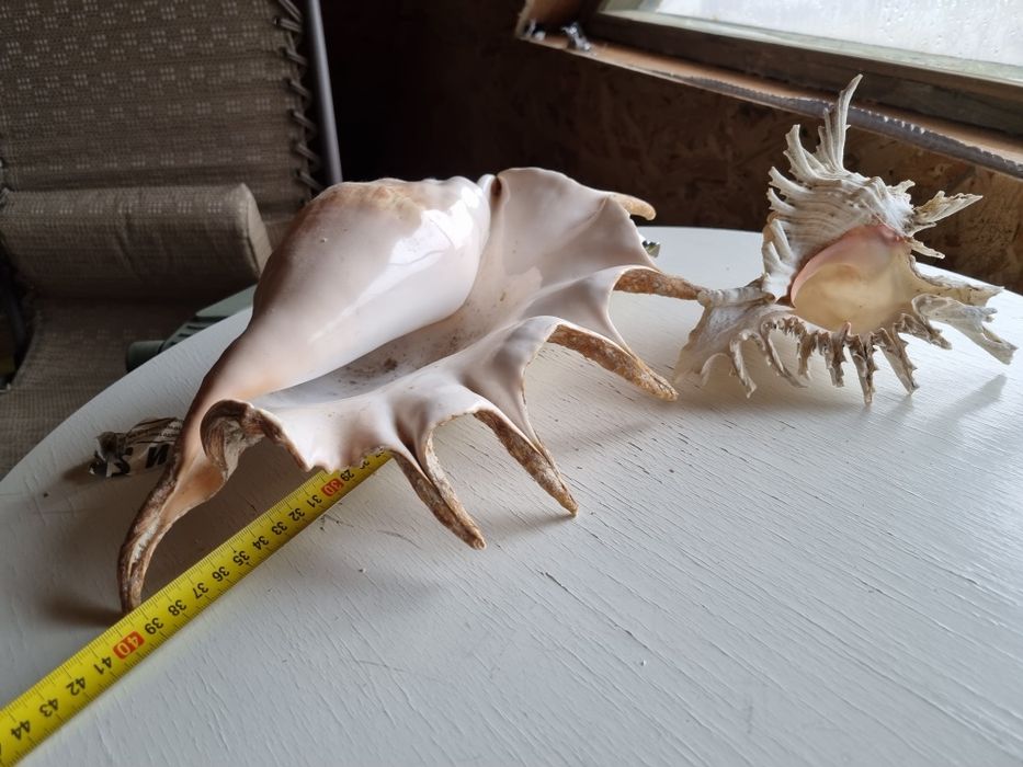 Мушлі з Африки.[Кенія]