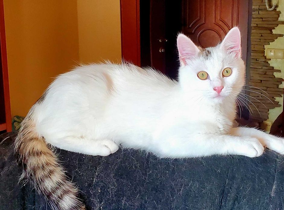 Красивый котик  Зайка,