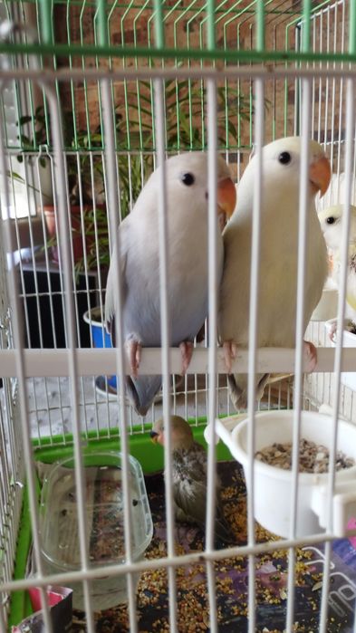 Roseicolis lindos a comerem sozinhos e para acabar de criar á mão