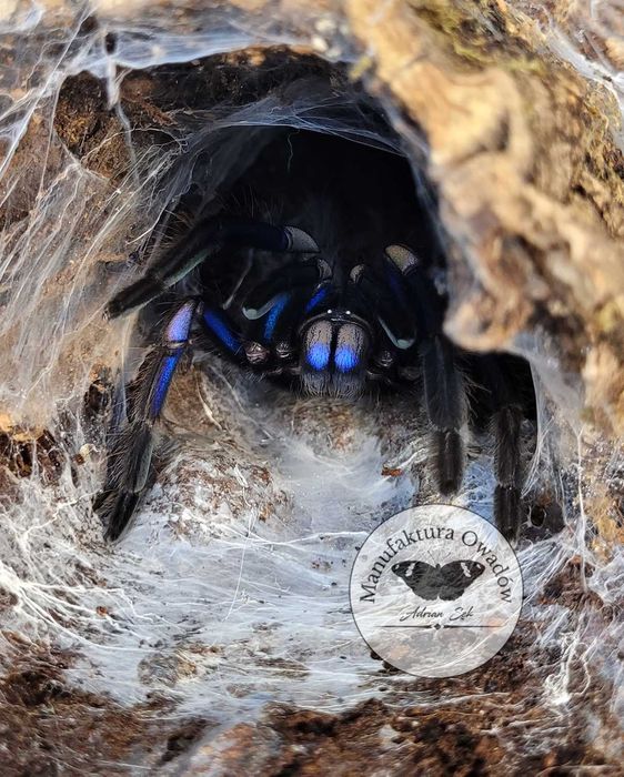 Ptasznik Chilobrachys natanicharum (sp.Electric blue) L3