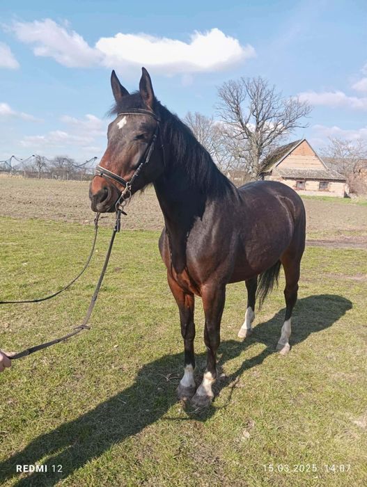 Sprzedam klacz śląską