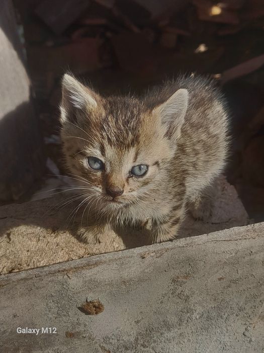 Oddam kotki w dobre ręce