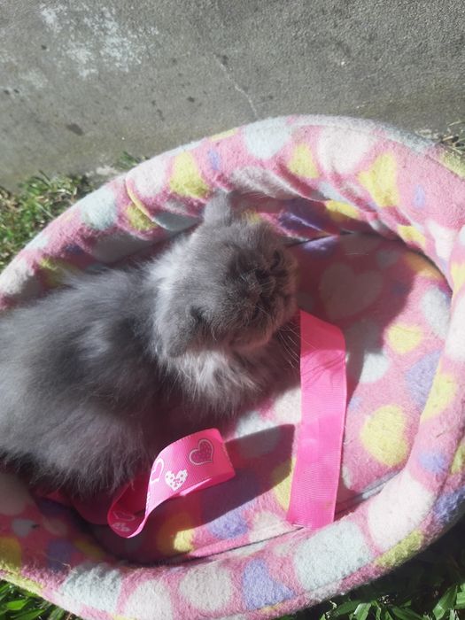 Gato persa azul(cinza)
