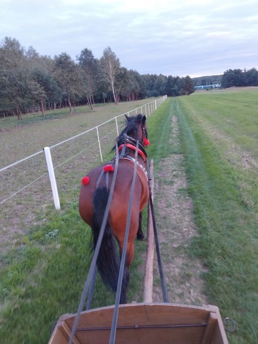 Klacz  śląska pogrubiana