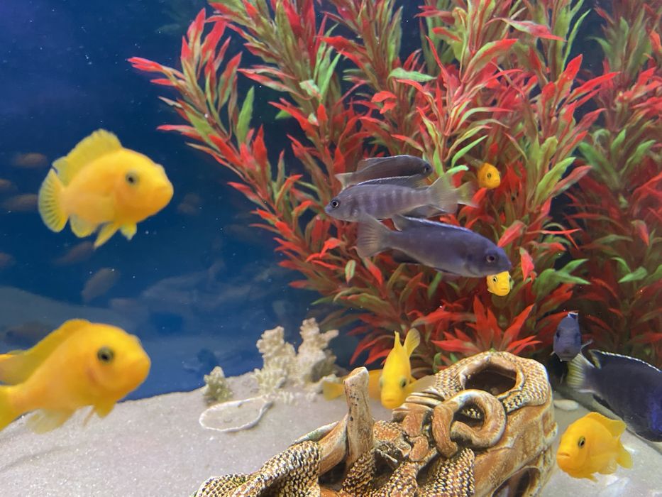 Цихліди африканські (підлітки)