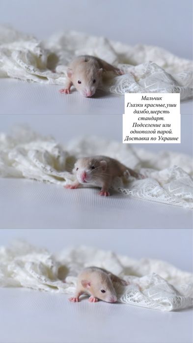Рідкісні руді пацючата дамбо