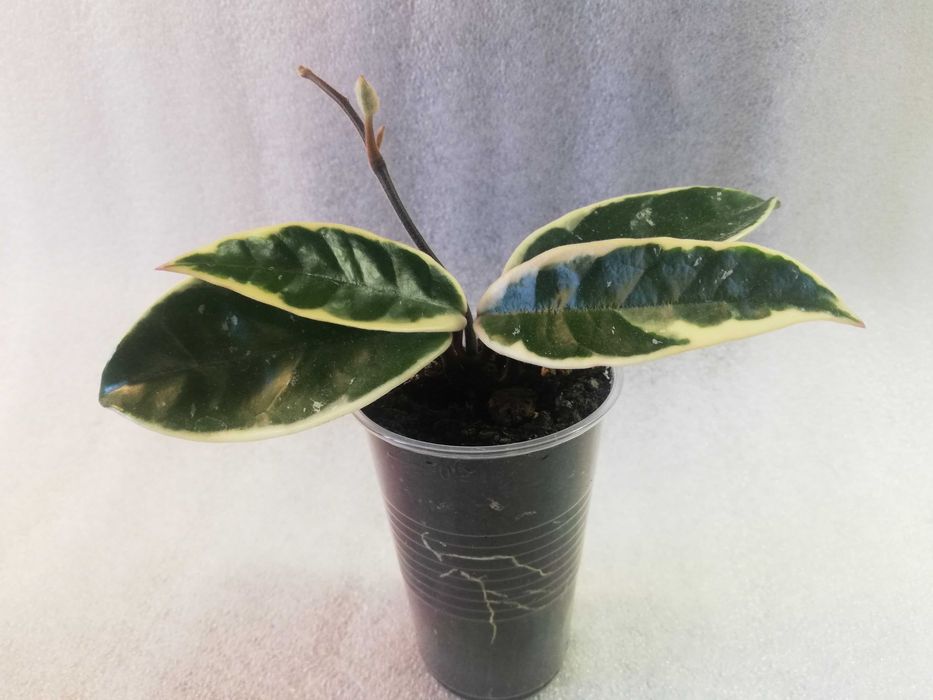 Hoya hoja krimson queen - ukorzeniona sadzonka