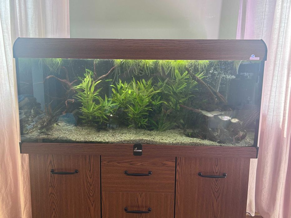 Akwarium kompletne z życiem