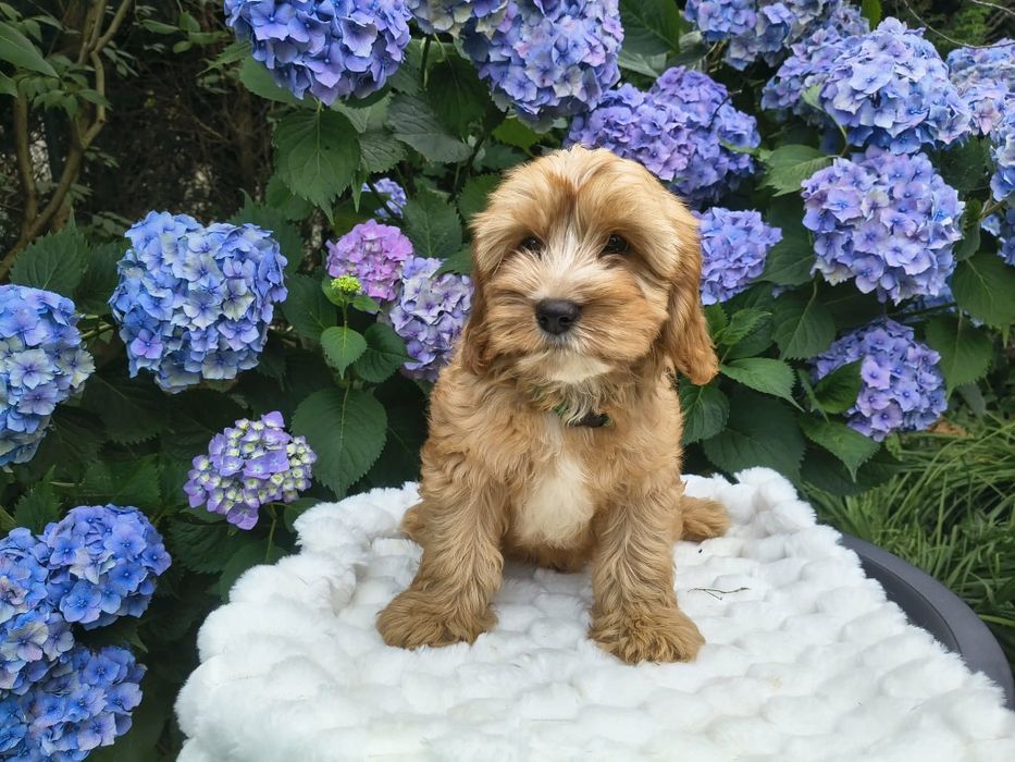 Cavapoo f1 piesek