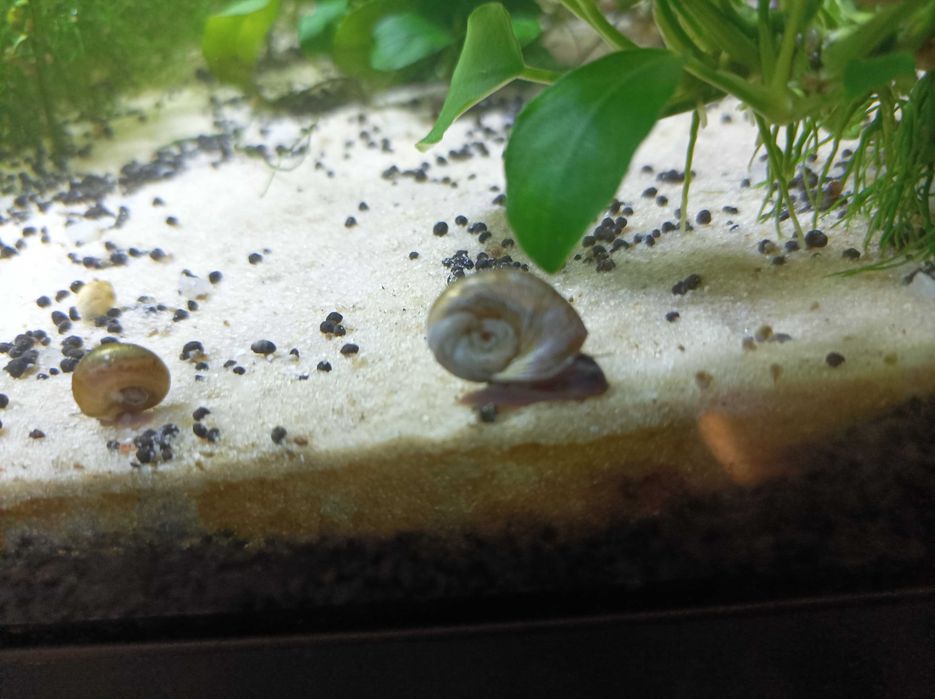 Molly's e plantas de aquário  e caracóis para troca!