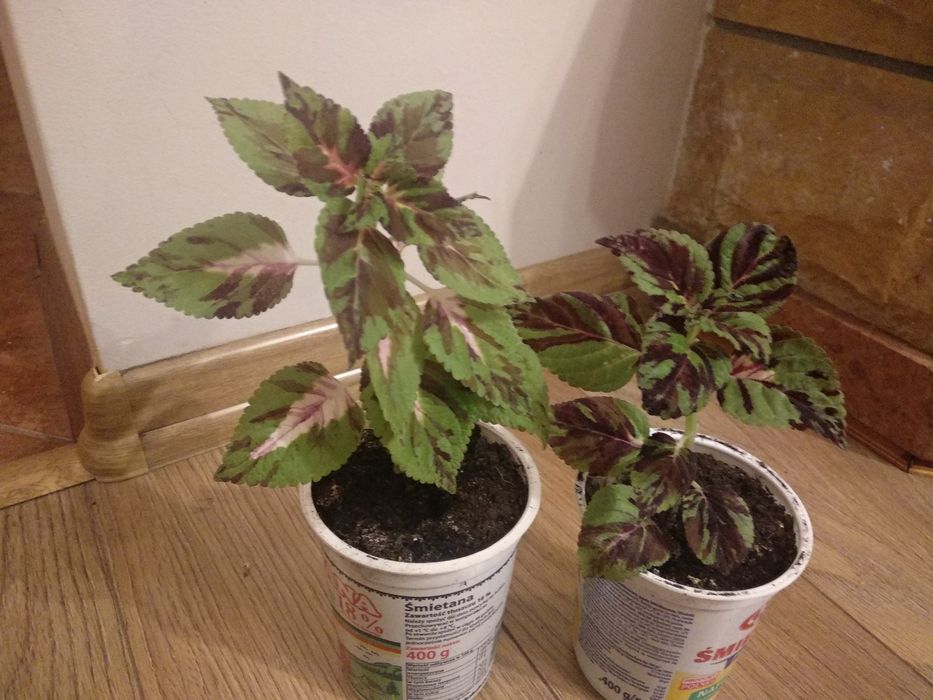 Dwie pokrzywki w pojemnikach