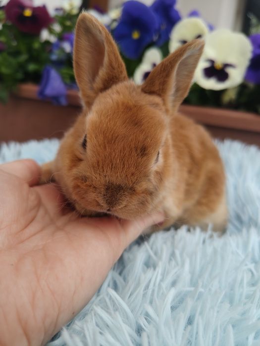 Królik karzełek rex