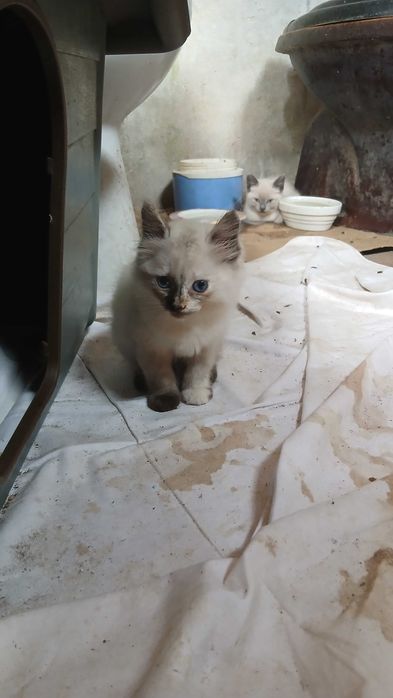 Gatinhas para adoção