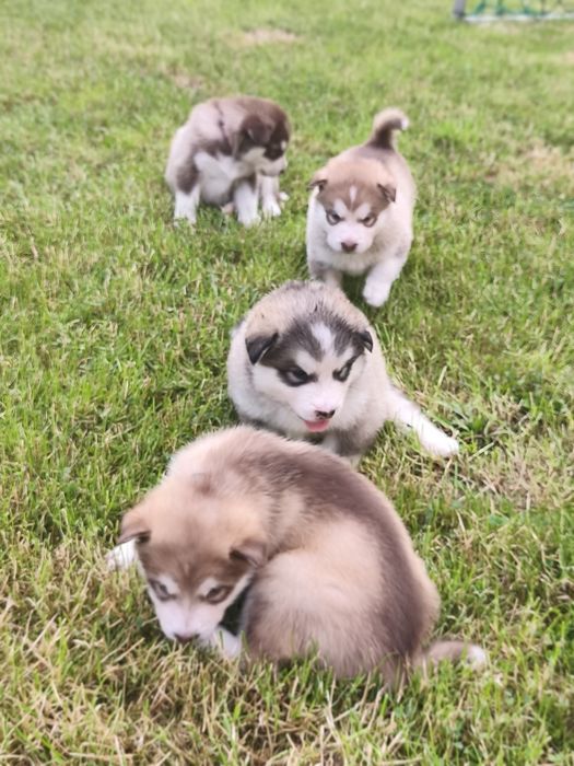 Alaskan Malamute szczeniak.