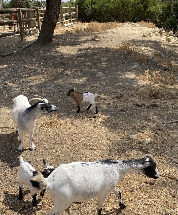 Vendo cabras anãs- cabritos nascidos inicio de janeiro